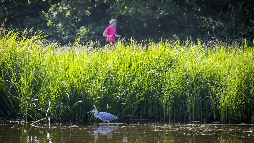 Natuurlijke oevers