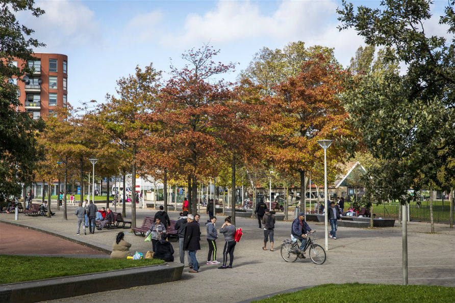 Stadsbomen in wijkpark Transvaal