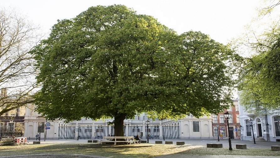 Postzegelboom tegenover Paleis Noordeinde