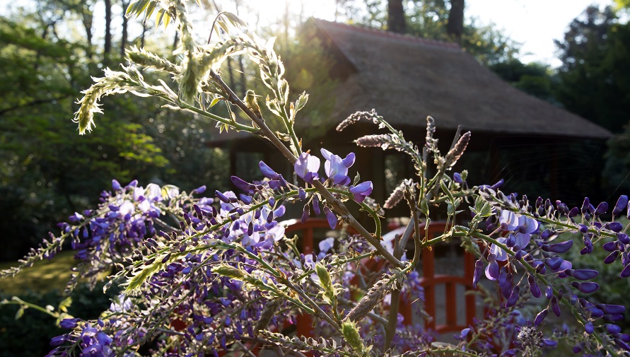 De Japanse Tuin in de lente