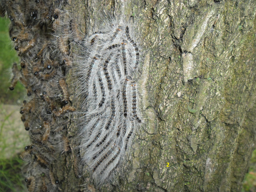 De eikenprocessierups loopt in een rij over de boom.