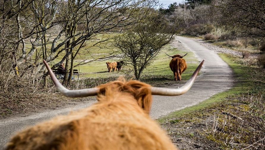 Schotse Hooglanders in het Westduinpark