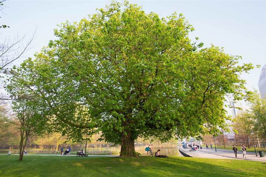 Boom op de Koekamp