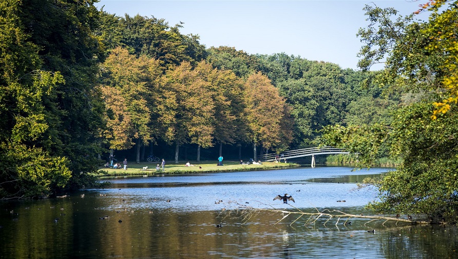 Waterpartij in het Haagse Bos