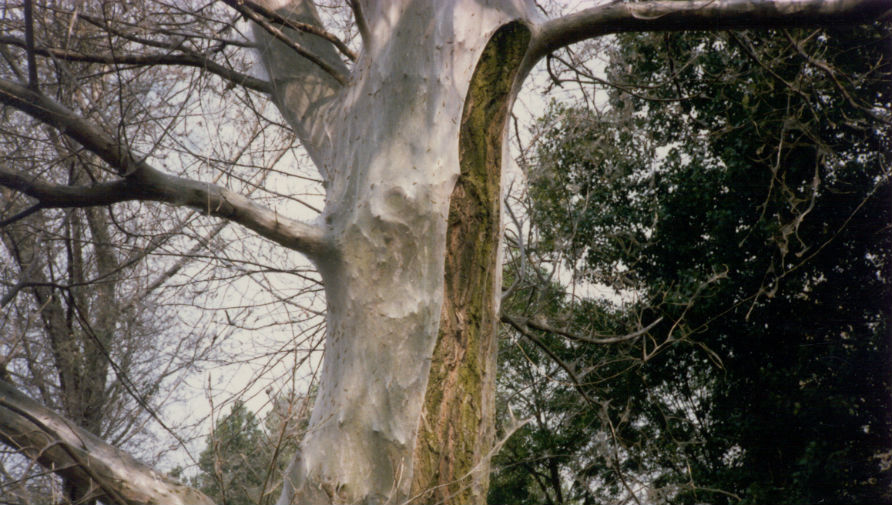 Een boom is bedekt door een ‘deken’ van de spinselmot.
