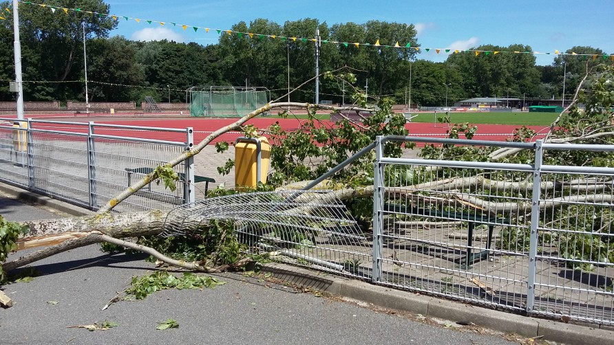 Takbreuk populier bij Sportpark HALO