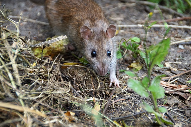 Een close up van een lichtgrijs-bruine rat op een bosachtige ondergrond.