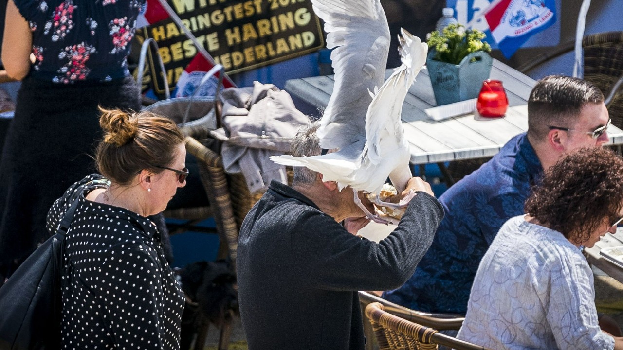 Meeuw berooft man van haring