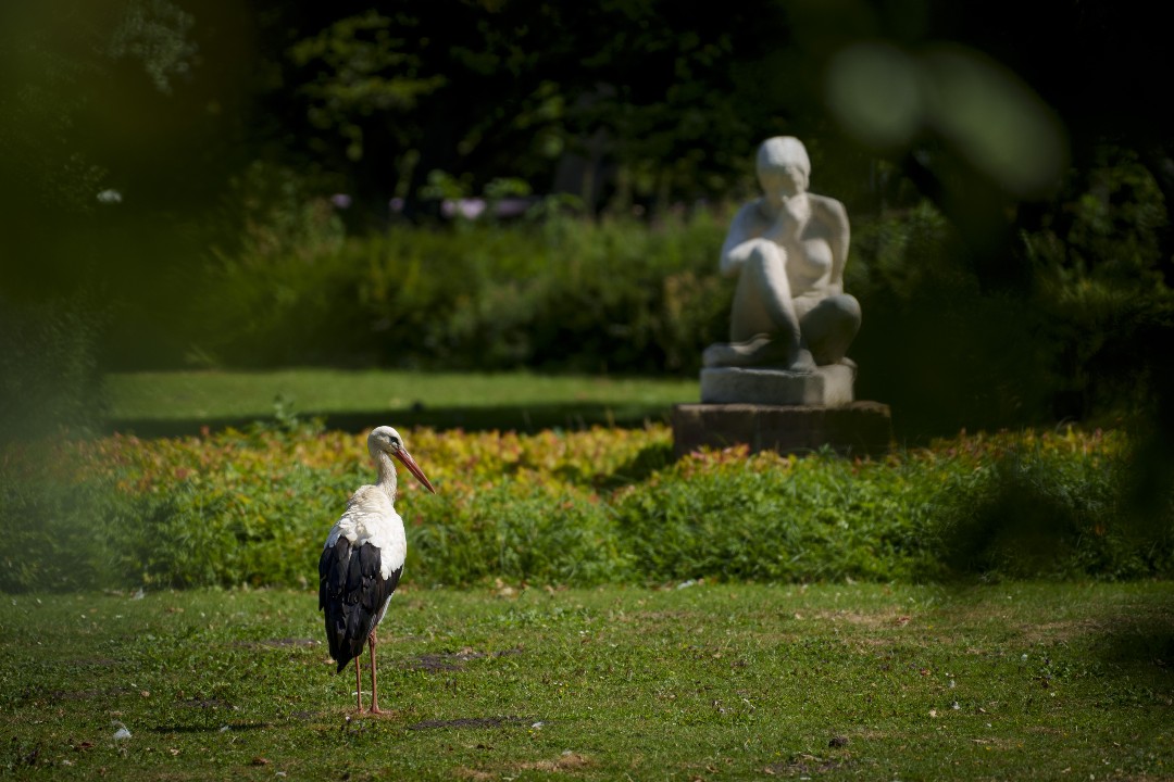 Ooievaar in het Zuiderpark