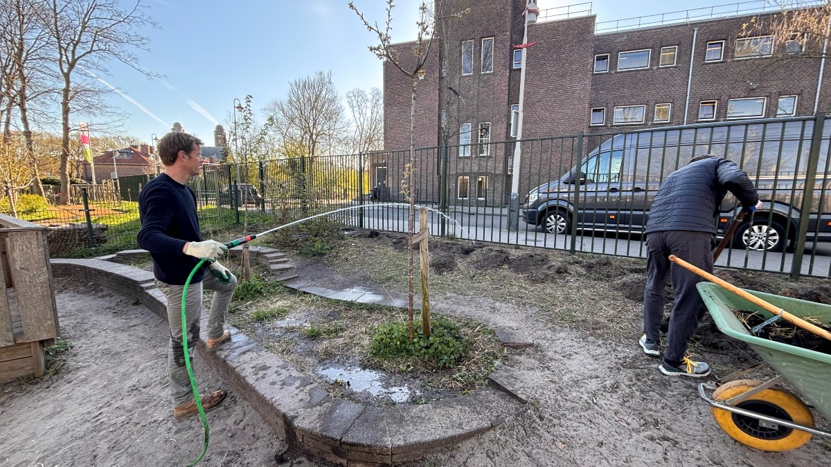 Nieuw groen wordt geplant op het schoolplein van Het Volle Leven in Scheveningen.