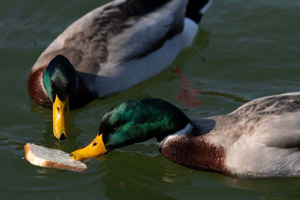 2 mannetjeseenden in het water eten stuk brood