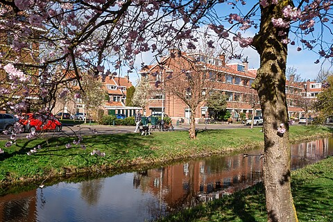 Bomen met roze bloesem. Man wandelt met hond. Kanaal met weerspiegeling van huizen. Rode en oranje dakpannen. Lente in de wijk.