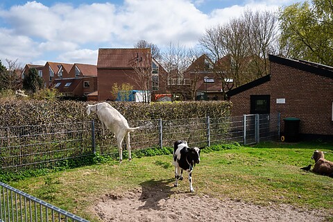 Kinderboerderij. Een geit klimt tegen een hek. Kalfje loopt in het gras. Andere dieren liggen te rusten. Achtergrond met huizen en bomen. Zon en wolken in de lucht.