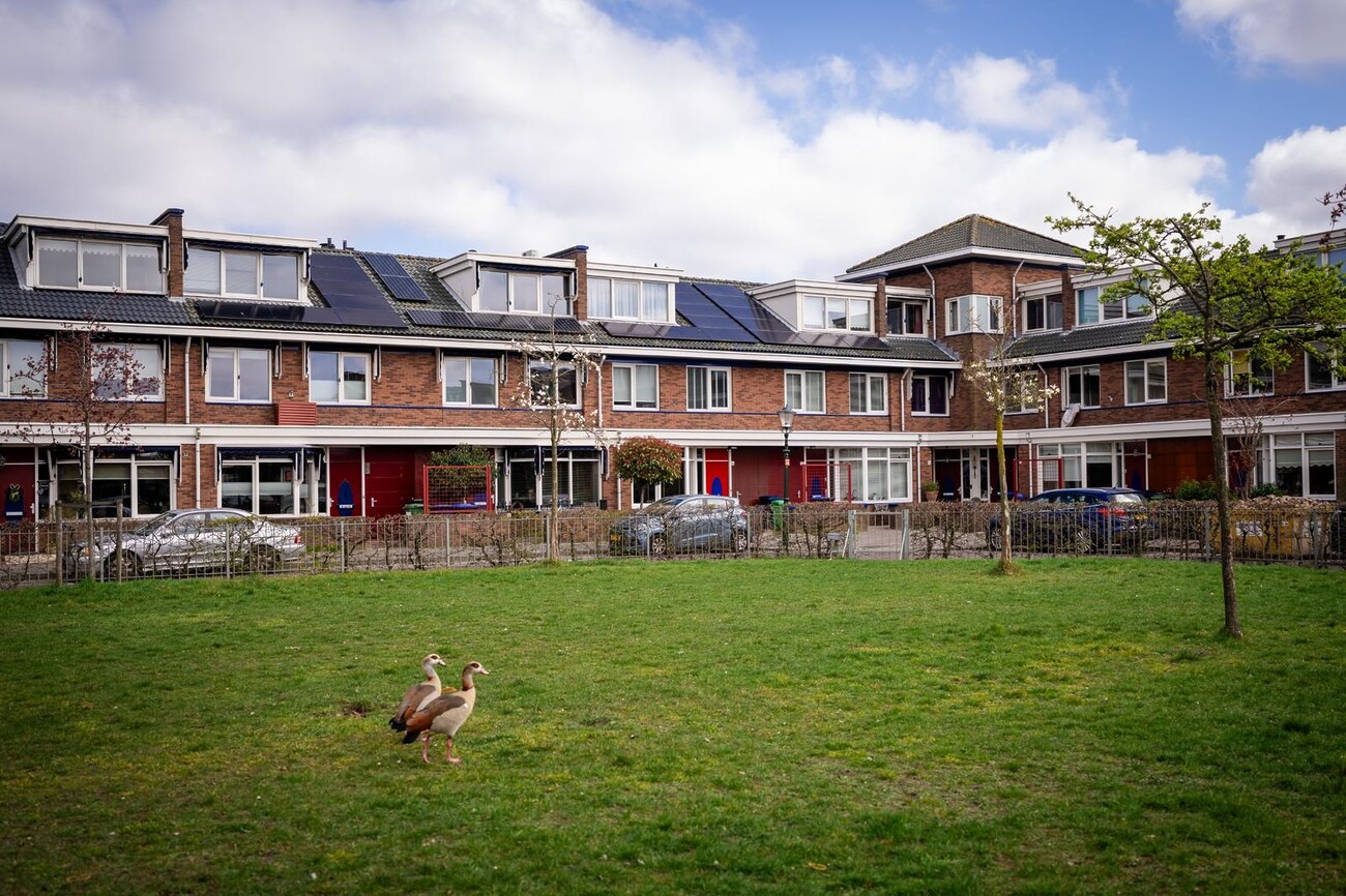 Groen speelveld met 2 ganzen op de voorgrond en een hofje met eengezinswoningen en zonnepanelen in Houtwijk.