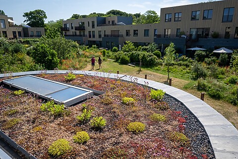 Groen dak in Haags hofje