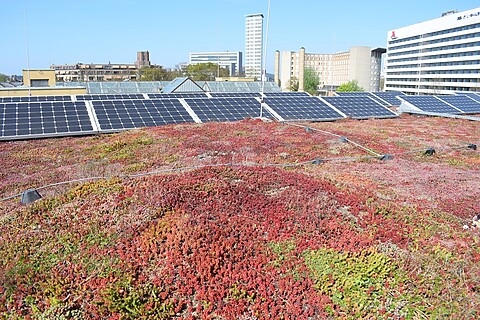 Groen dak met zonnepanelen op Museon Omniversum