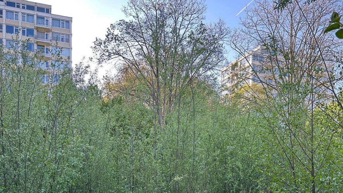 Gemeente onderzoekt groen en dieren op Tarwekamp 3