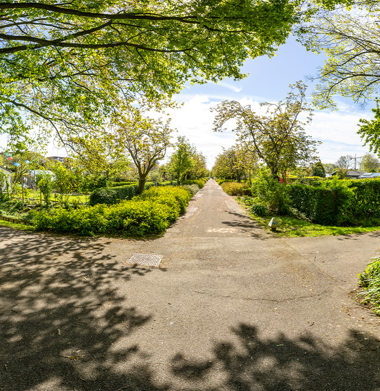 Pad met bomen aan beide zijden, groene struiken en zonlicht door bladeren, gezien vanaf een kruispunt