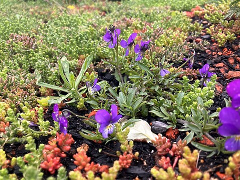 Sedum met bloemen op een dak