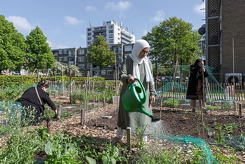 Een vrouw geeft een moestuin water