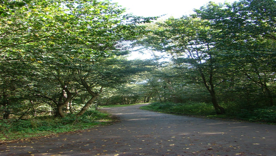 Meandering path in Bosjes van Pex