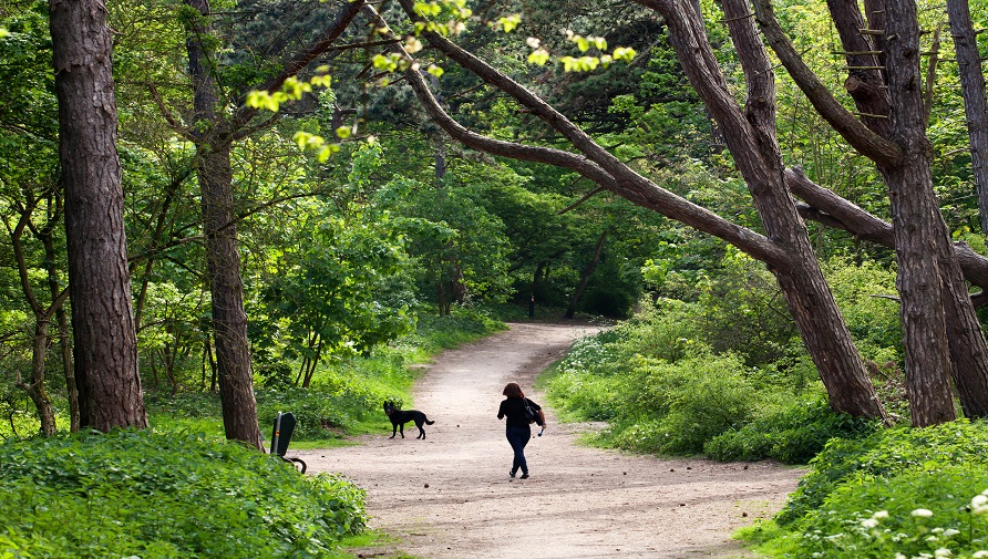 Woman walking the dog on a sandy path in the Bosjes van Poot