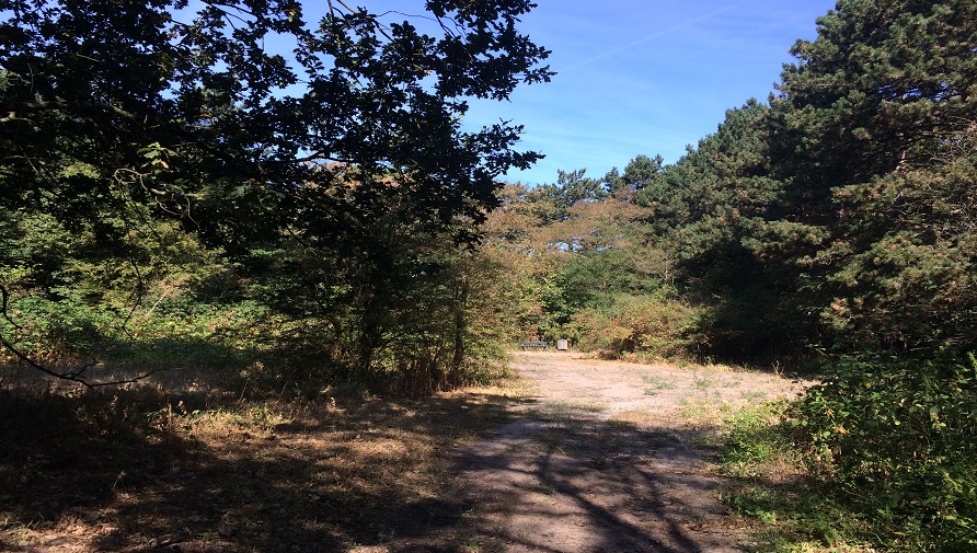 Sandy path in the forest