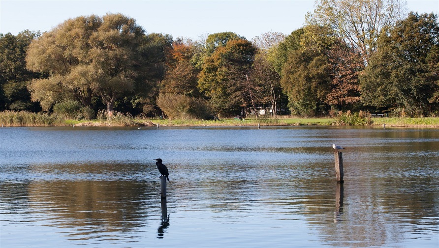 Birds perched on stakes in a pond