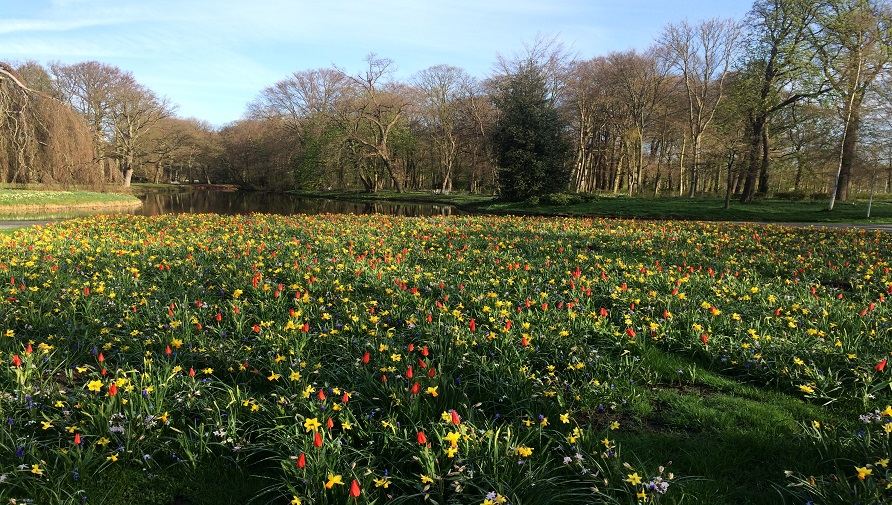 Field of tulips and daffodils in the spring