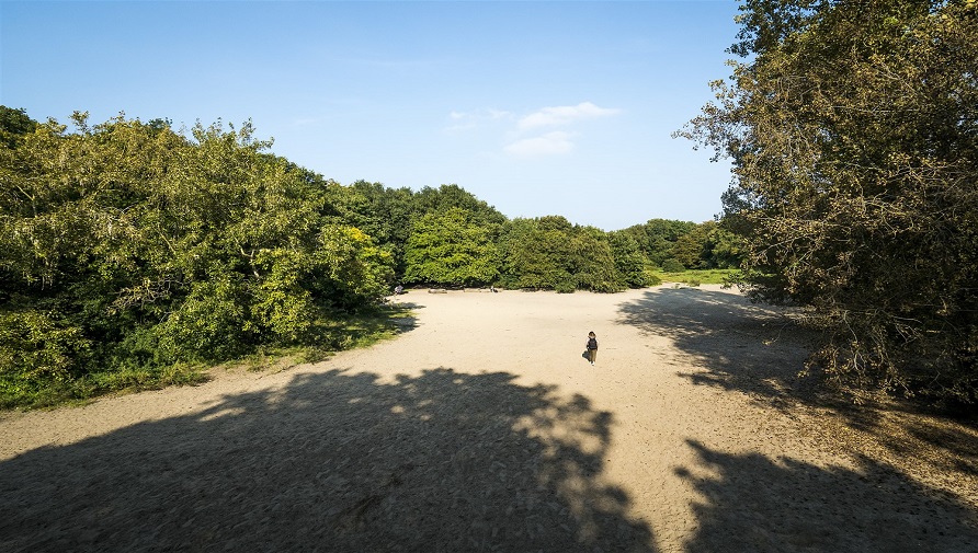 Open sandy area in the Scheveningse Bosjes