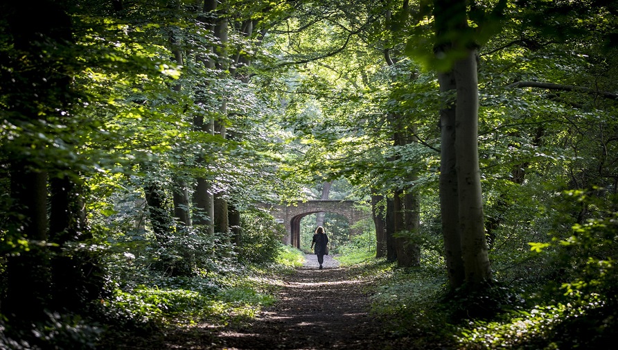 Woman walking on a path between the trees