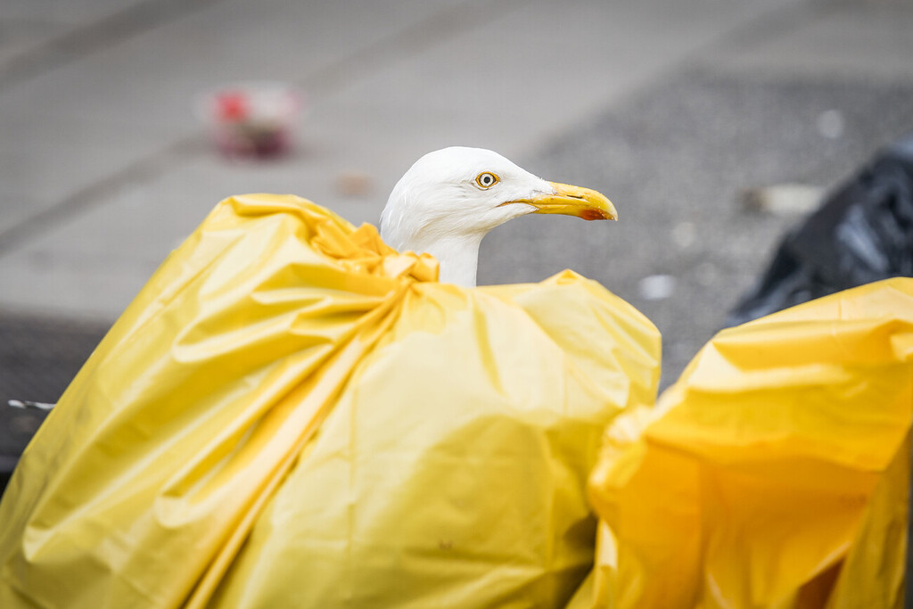 Seagull among yellow garbage bags